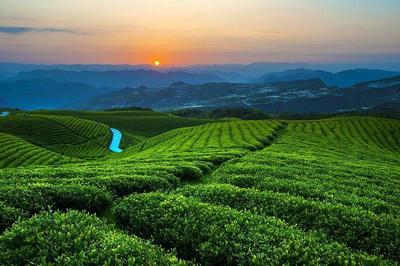 中國白茶之鄉(xiāng)——白茶，茶中極品與茶中茅臺