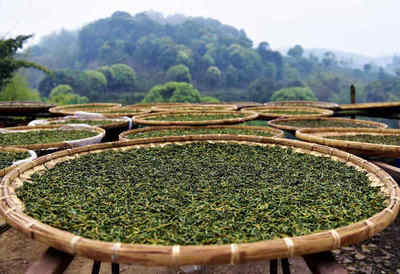 四月尋茶香，南方春意濃